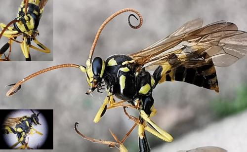 Banchus pictus